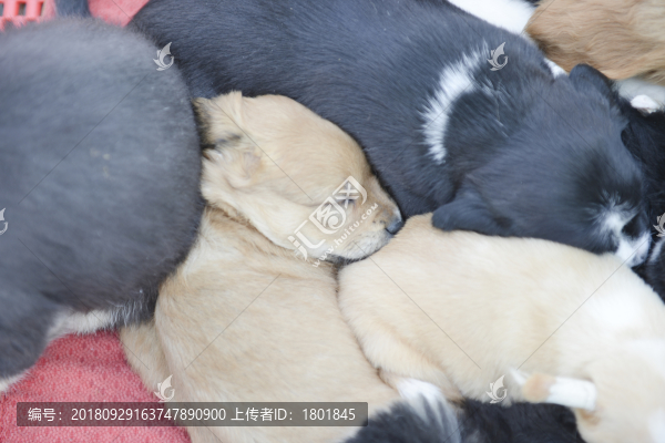 小奶狗