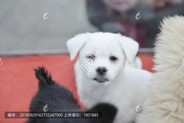 小奶狗