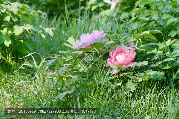 牡丹花