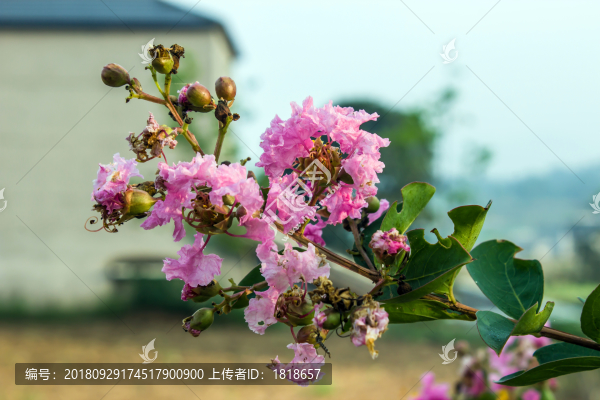 紫薇花