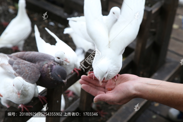 白鴿