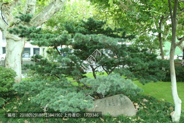 盆景