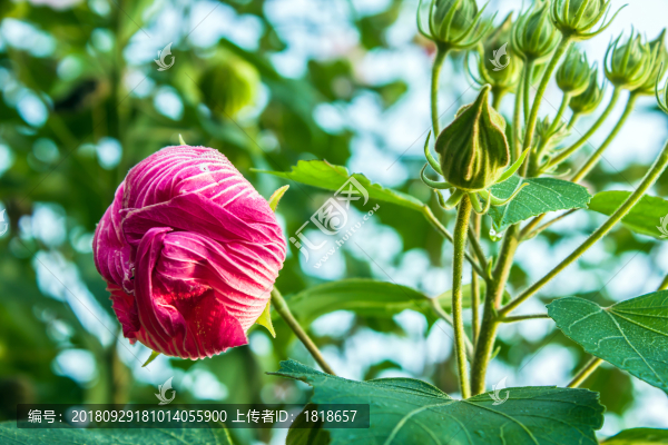 芙蓉花