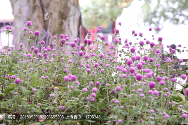 紫色小花