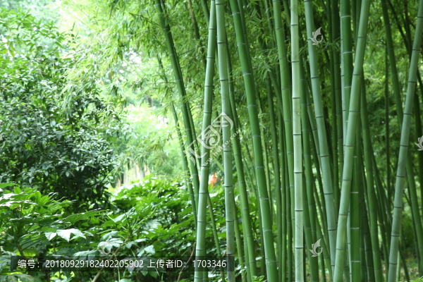 竹林