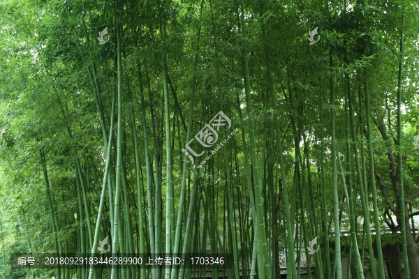 竹林