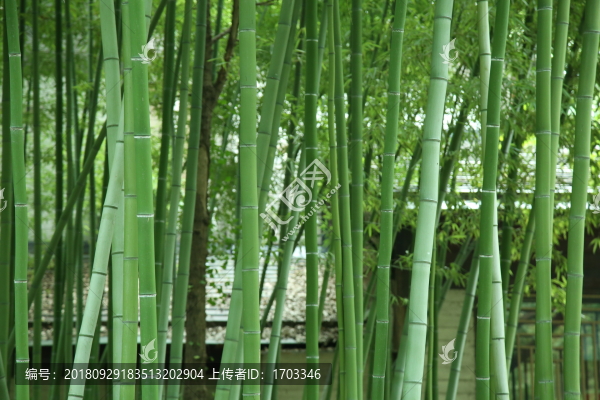 竹林