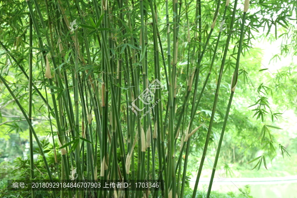 翠竹