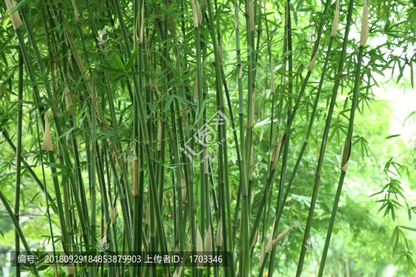 翠竹