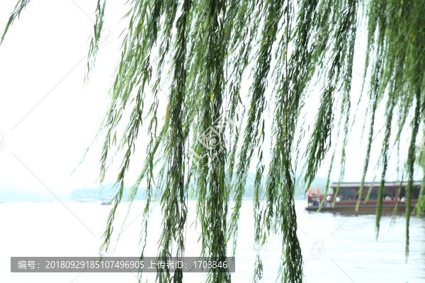 西湖柳樹