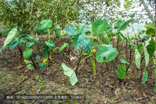 芋頭