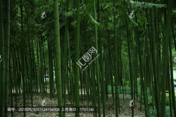 竹林