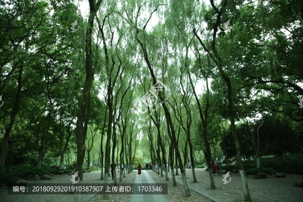 柳浪聞鶯