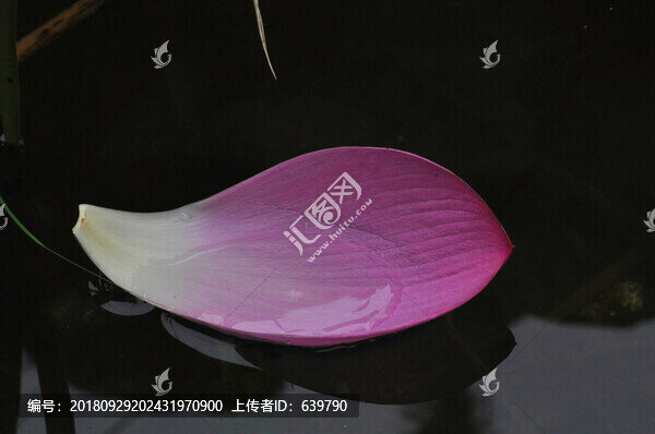 花瓣