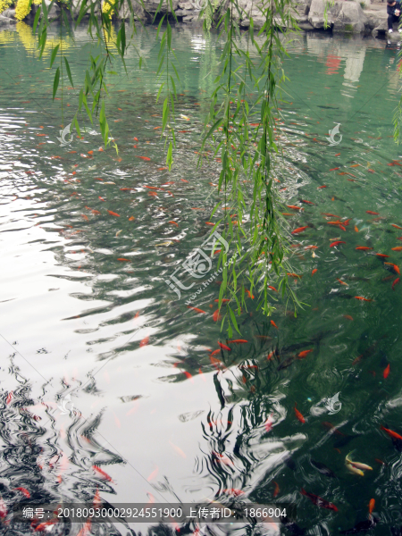 趵突泉里的魚翔淺底