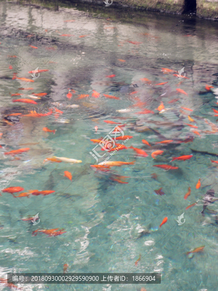 趵突泉里的魚(yú)翔淺底