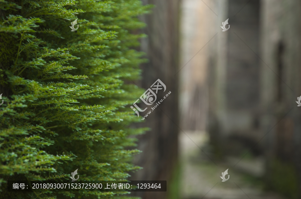 綠植背景