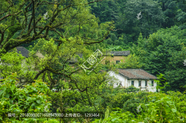 山林風(fēng)光