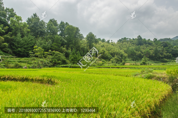 稻田風(fēng)光