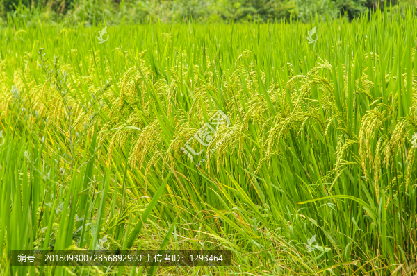 稻田秋色