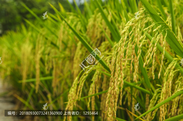 稻谷近攝