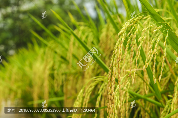 稻谷近攝