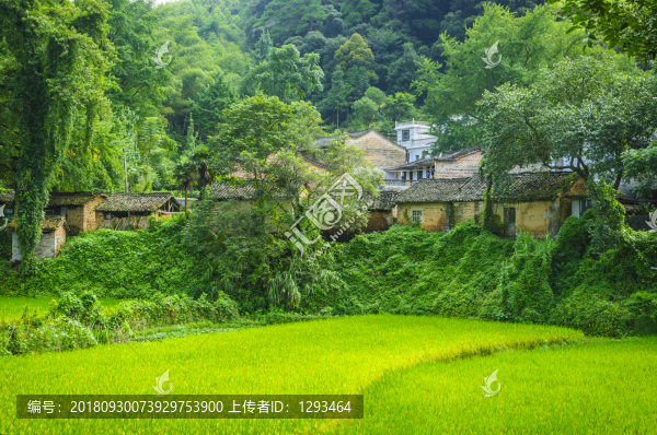 山林風(fēng)光