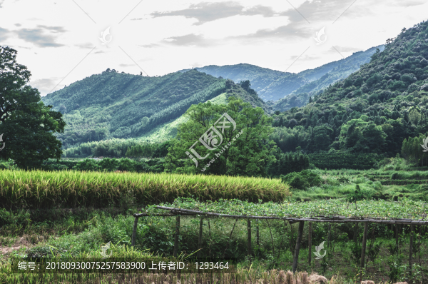 田野風(fēng)光