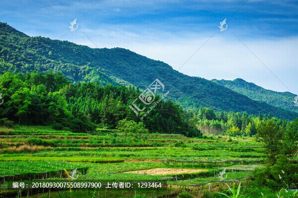 山野風光
