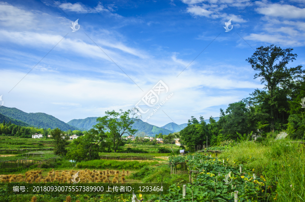 山野風光