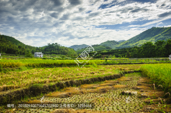 田野風(fēng)光