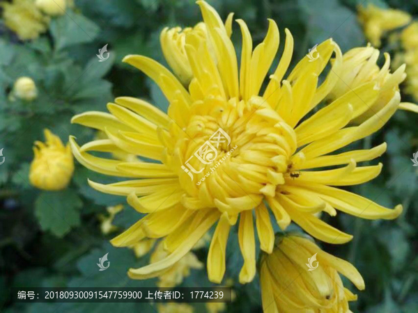菊花