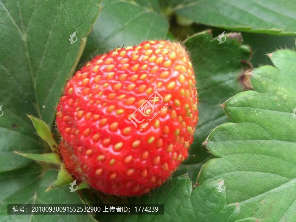 草莓