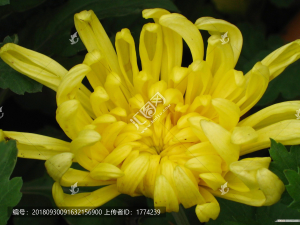 菊花