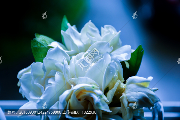 梔子花