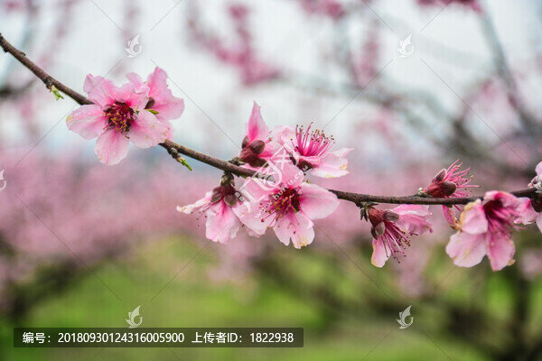 桃花