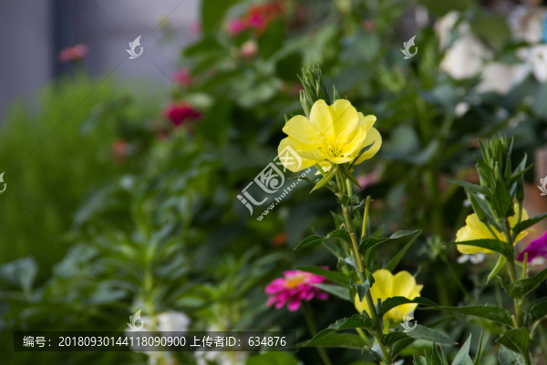 茶花