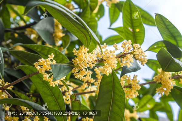 桂花