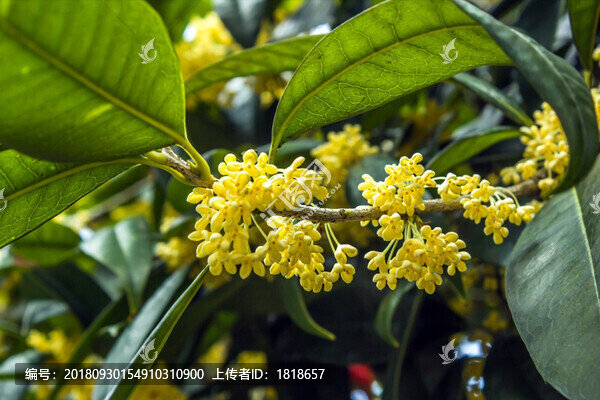 桂花