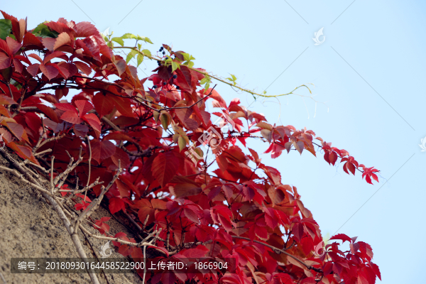 火紅的爬山虎