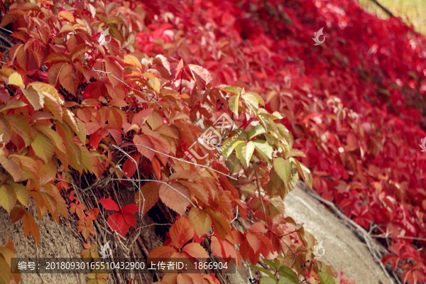 紅色妖媚爬山虎