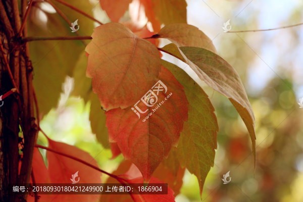 爬山虎高清大圖欣賞