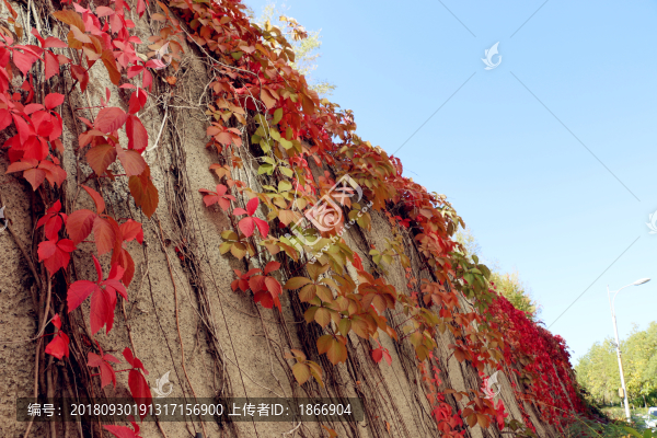爬山虎高清大圖