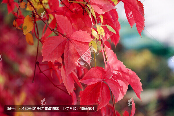 爬山虎高清大圖