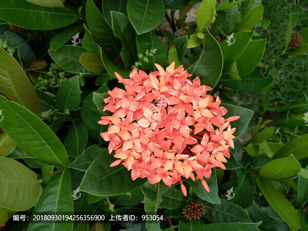 球狀花