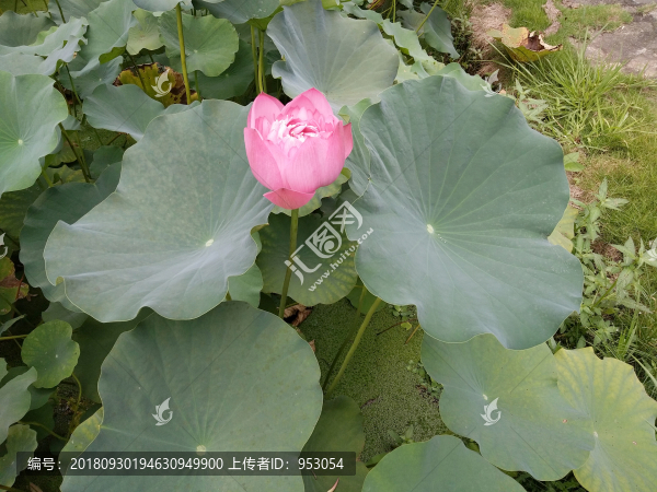 荷花