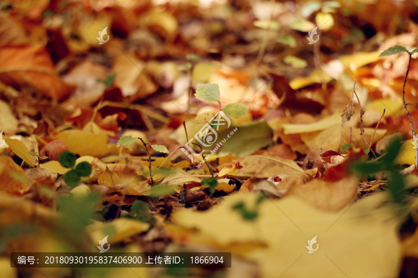 金黃色的草地