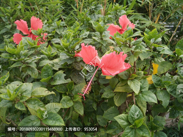 扶?；? title=