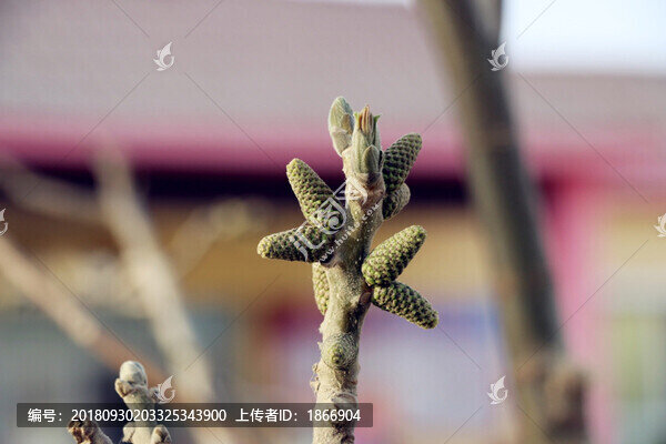 抽芽的核桃樹