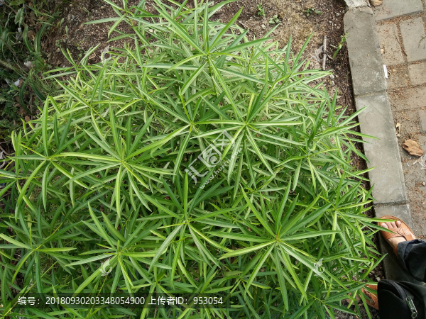 球狀樹